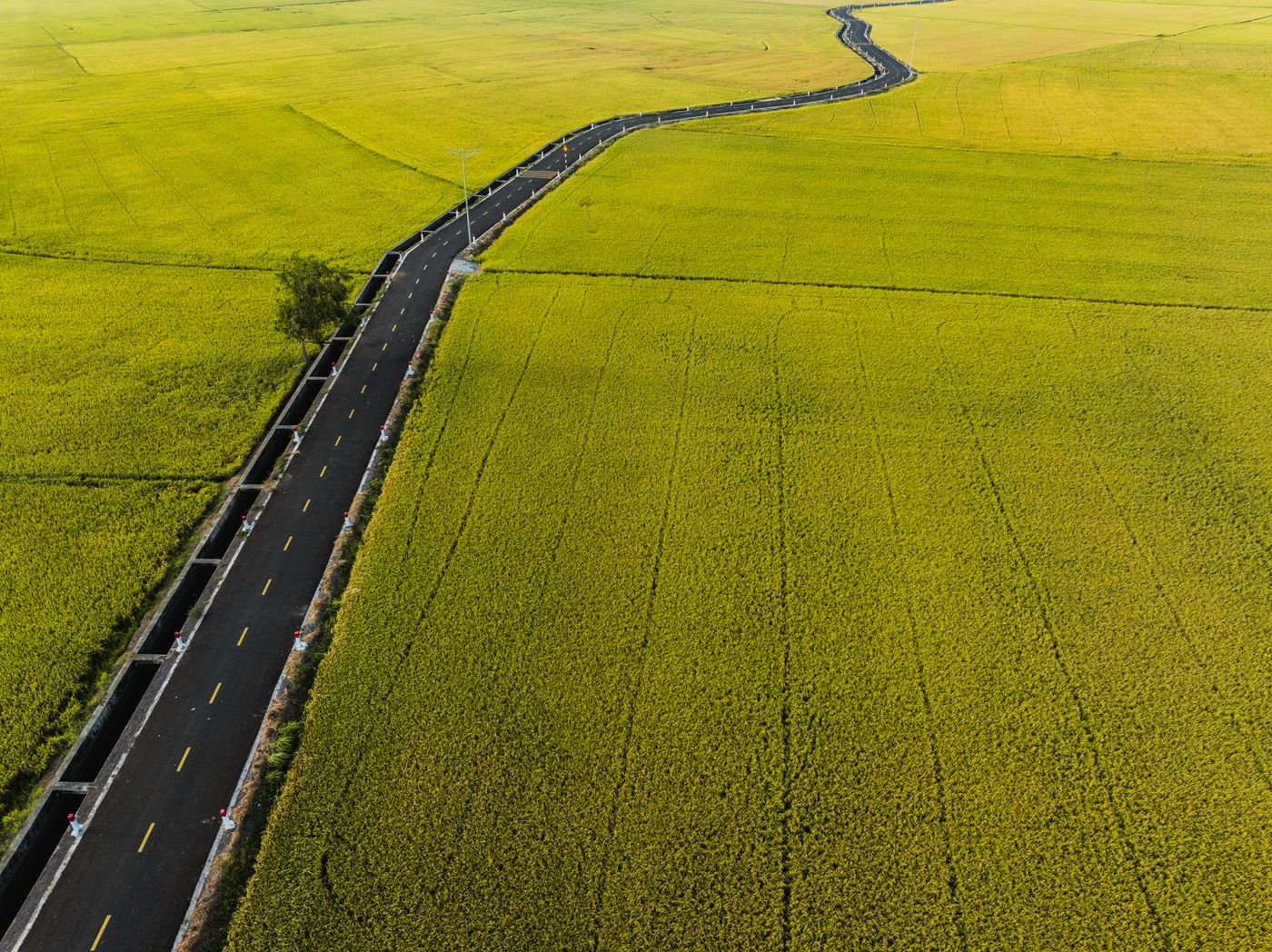 Aerial view of a rural road through green agricultural fields