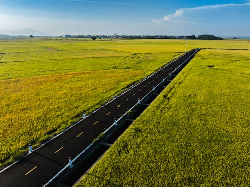 An empty road in a field with yellow grass