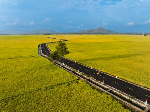 A road runs through a field of yellow flowers