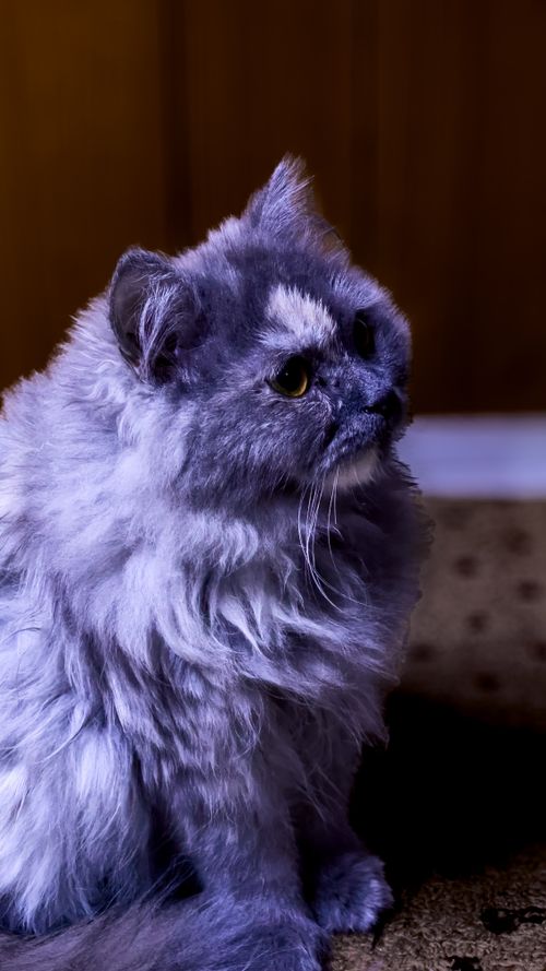 Free cat 📸 Stock Photo