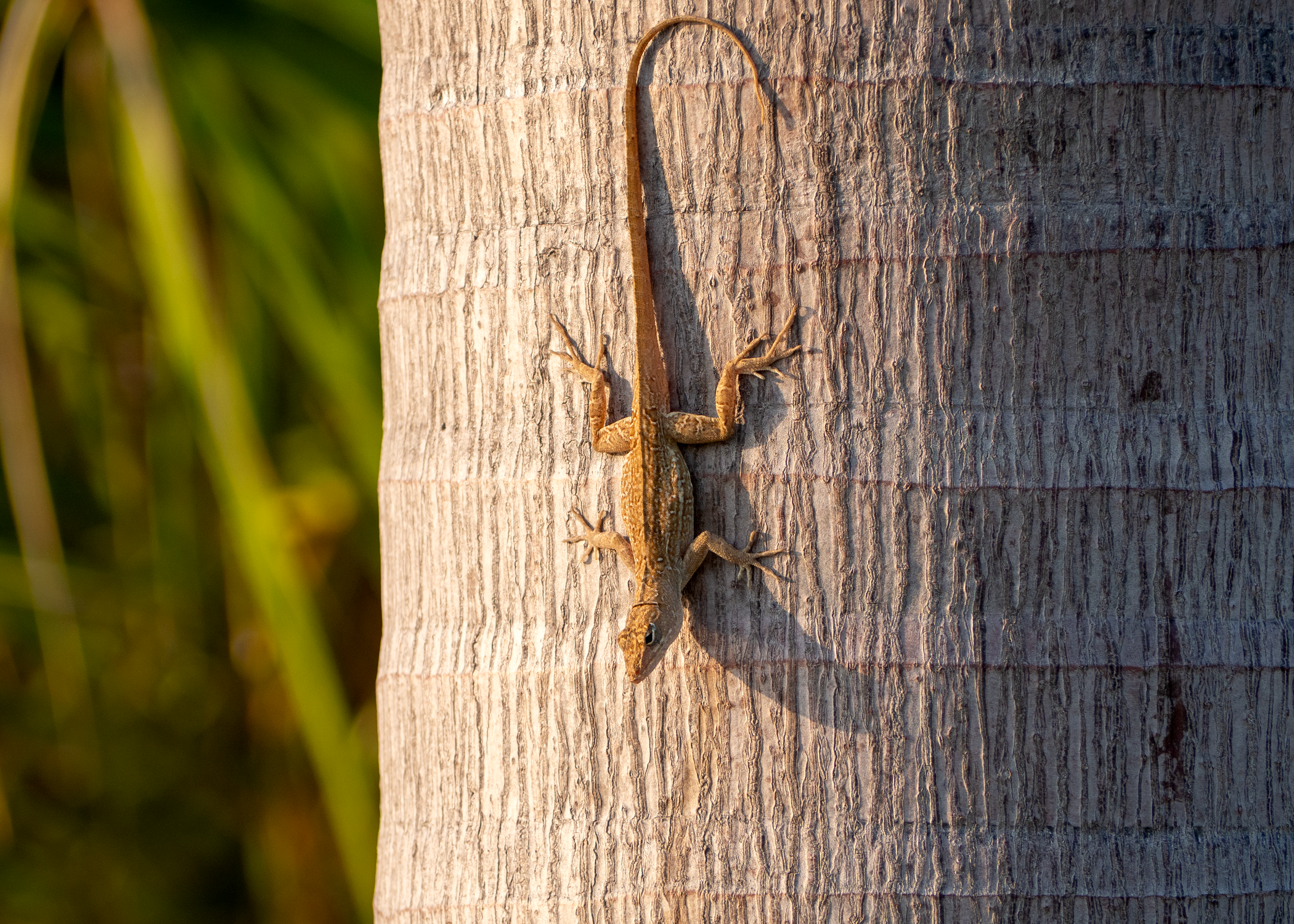 Lizard Palm Lizard Climbing Down a Palm Tree · Free Stock Photo