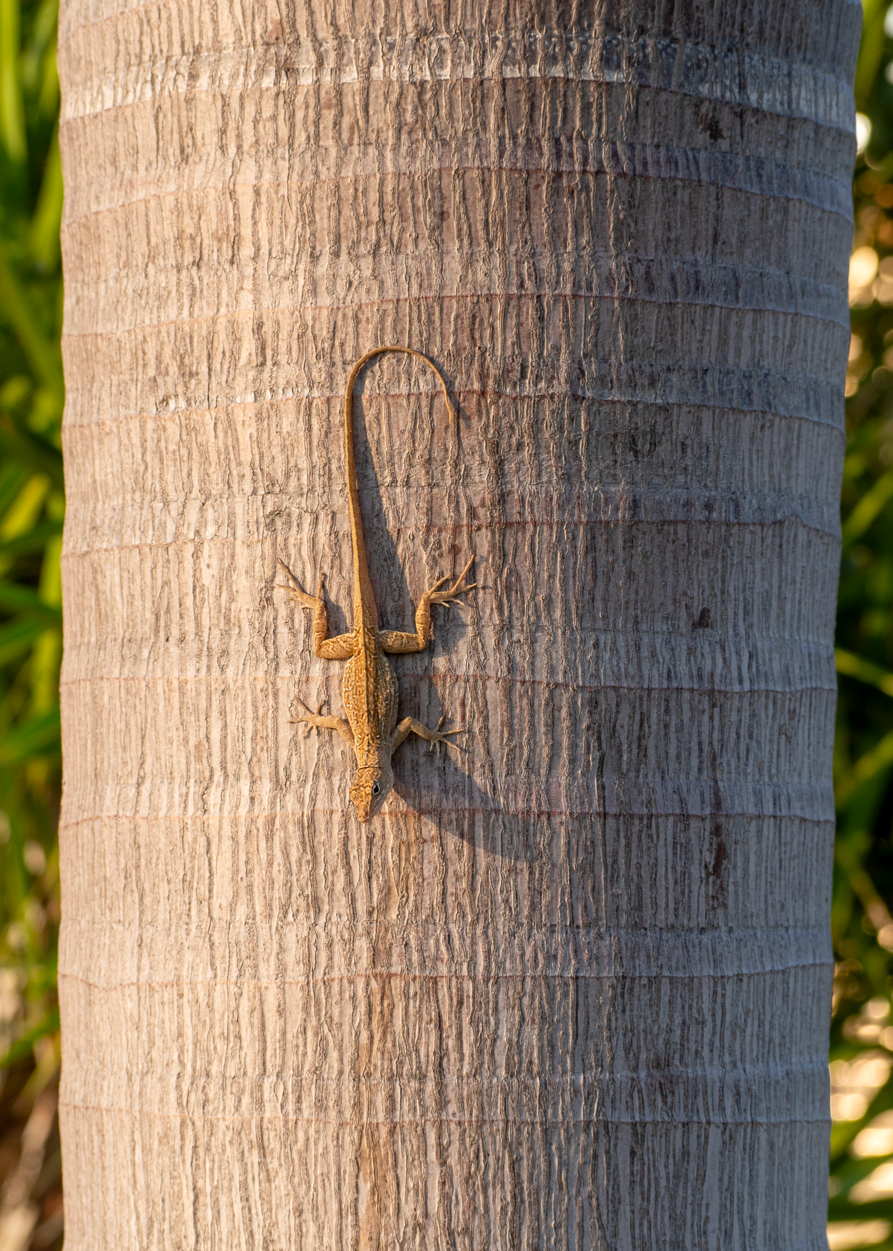 A lizard is climbing up the side of a palm tree · Free Stock Photo