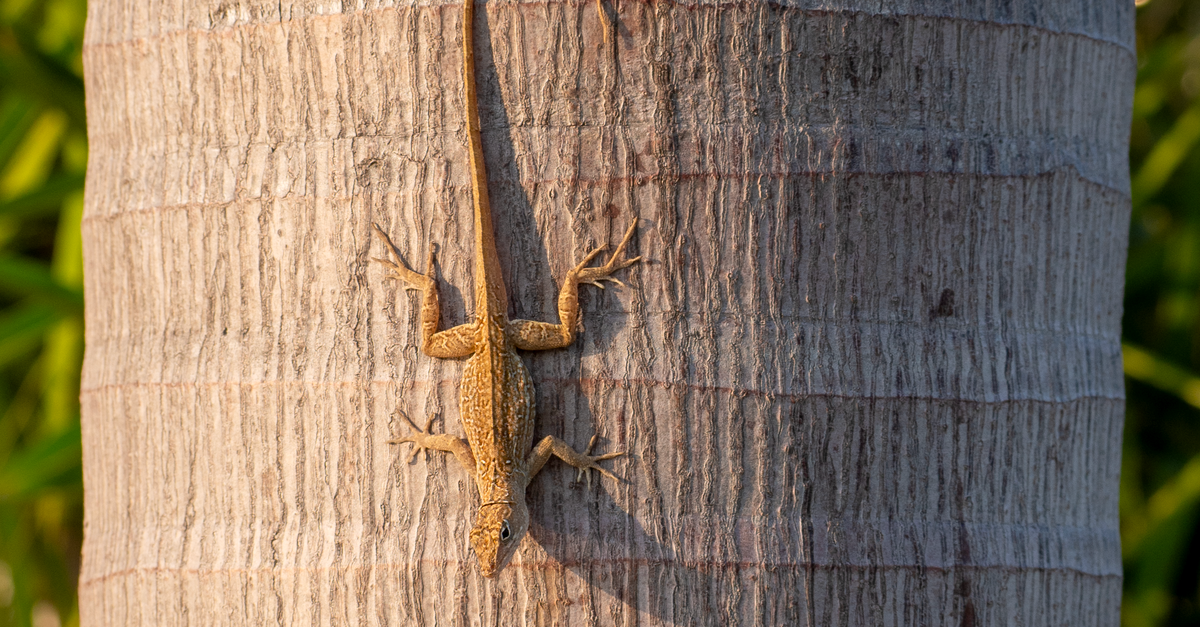 Lizard Palm A lizard is climbing up the side of a palm tree · Free Stock Photo