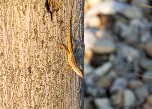 lizard photo