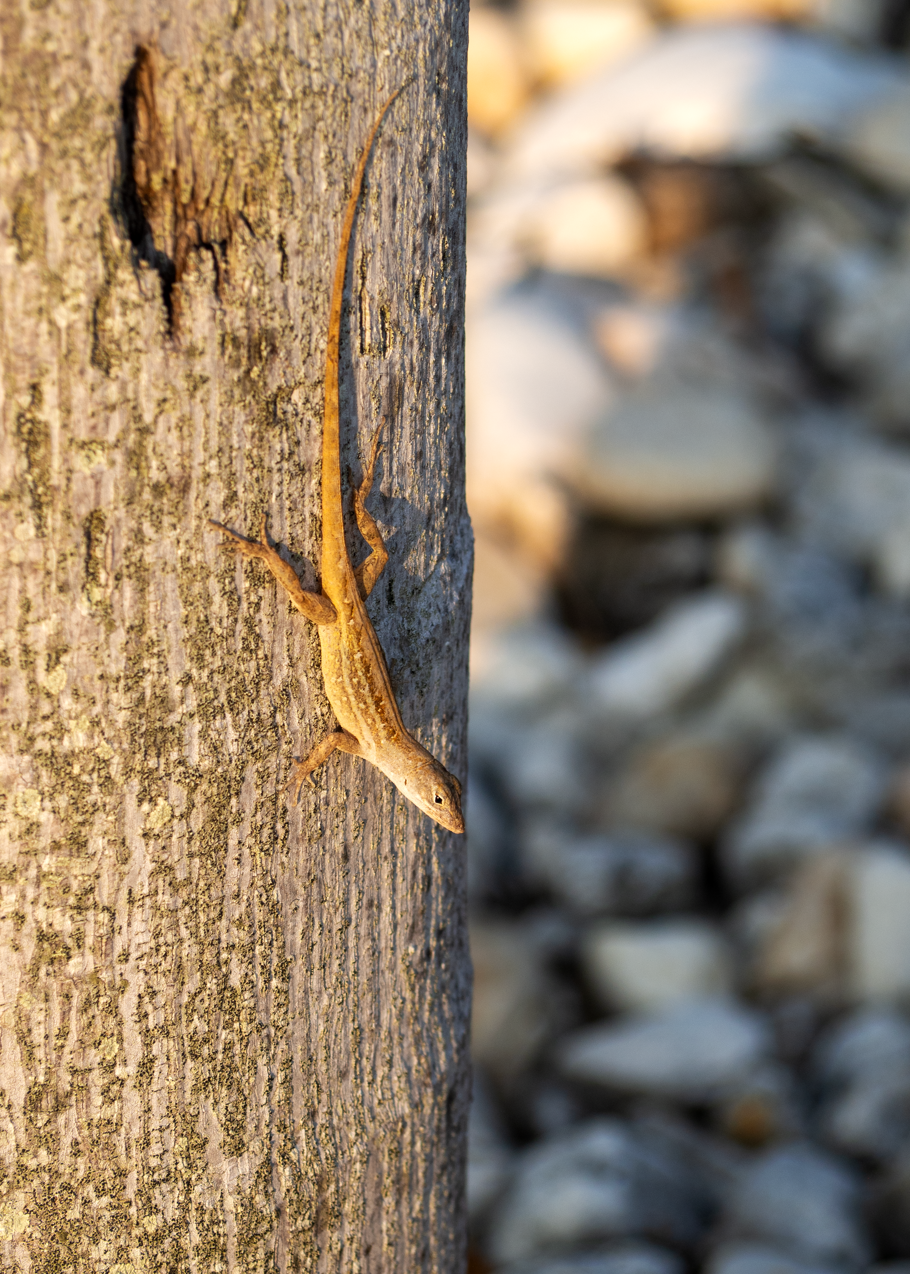 A lizard is climbing on a wooden post · Free Stock Photo