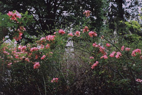 floral