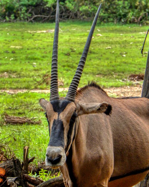 Free stock photo of animal park, oryx