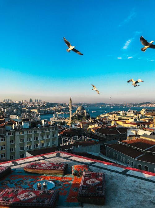 Free Aerial Photography of Birds Above Buildings Stock Photo