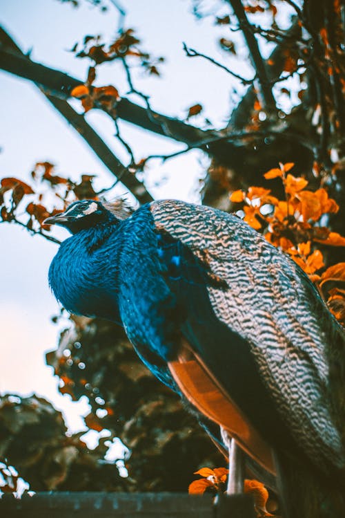 Free Blue and Grey Peacock Stock Photo