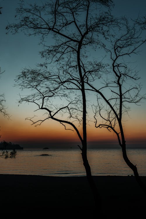 Silhouette of trees on the beach at sunset