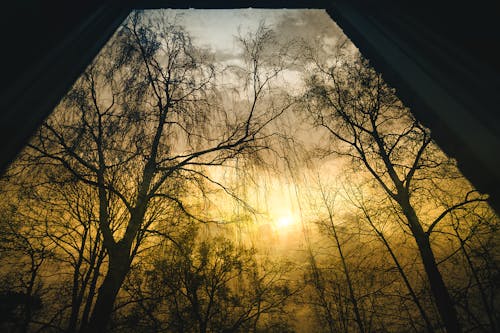 Free Bare Trees during Sunrise Stock Photo