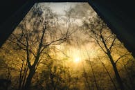 金色的日出映衬出树木迷人的轮廓，营造出森林中喜怒无常的场景