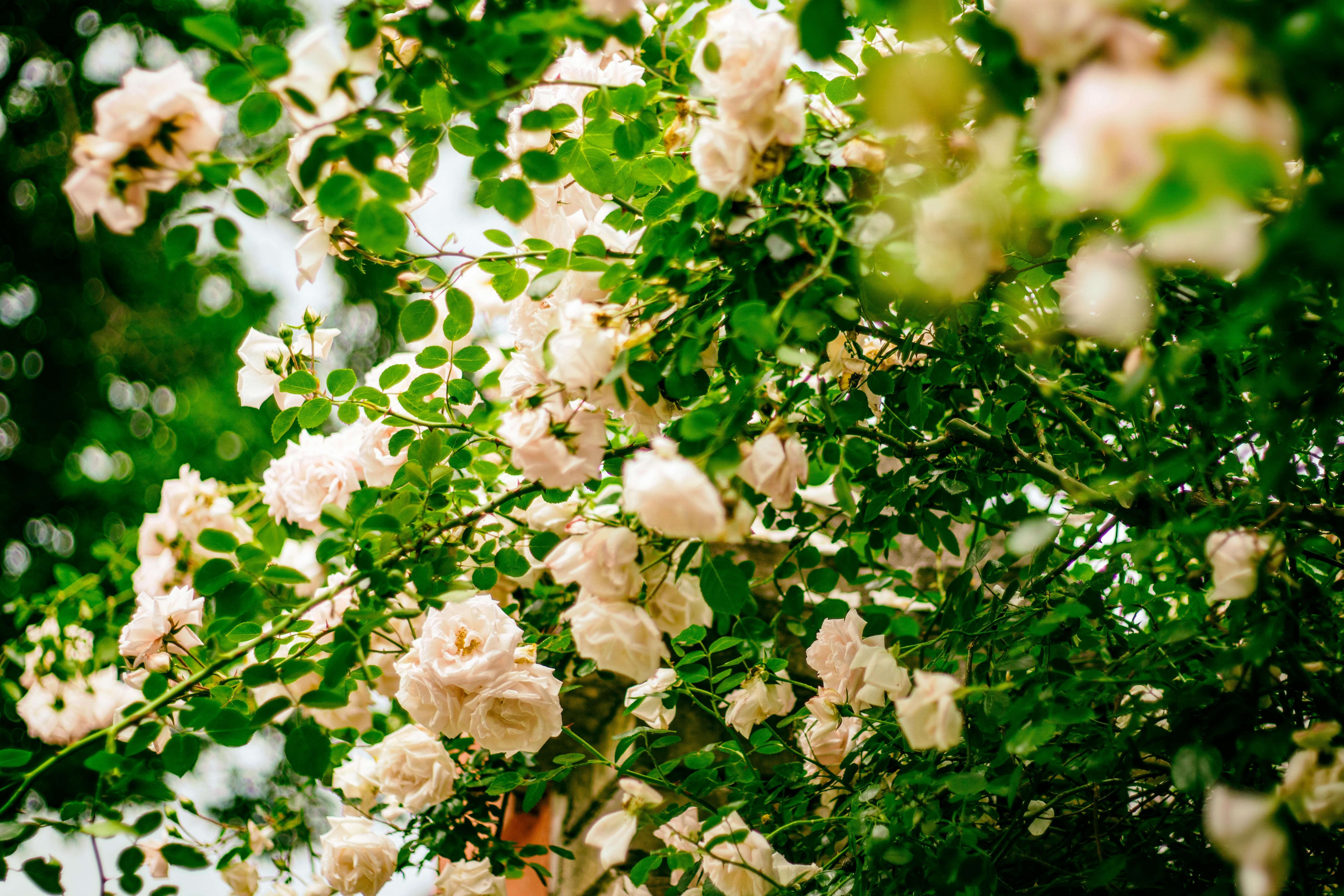 Gratis Flores Blancas Foto de stock
