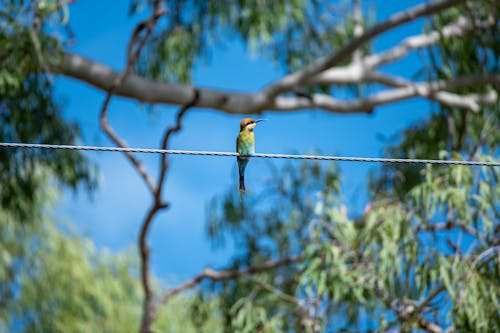 A bird is perched on a wire
