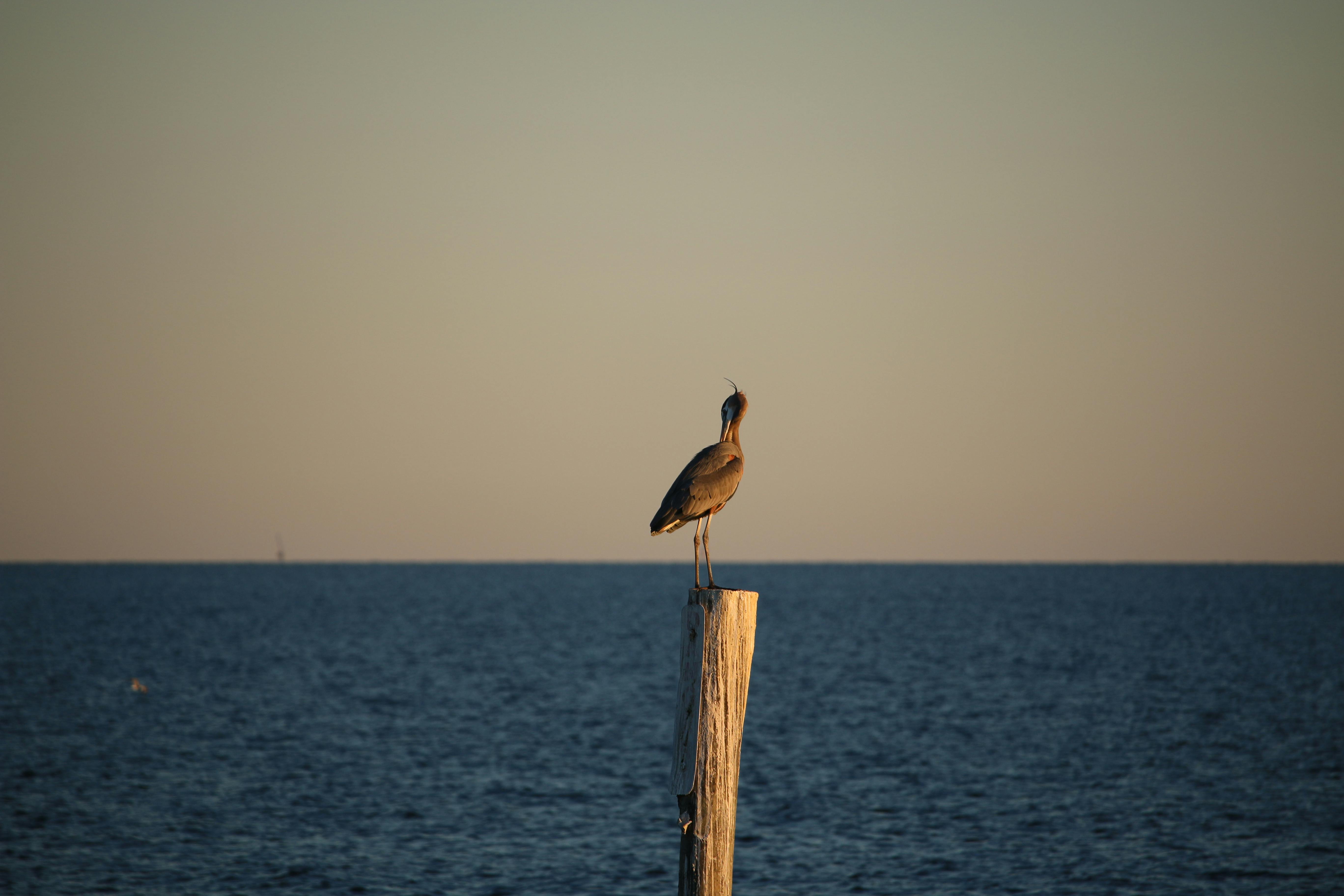 free-stock-photo-of-gulf-gulf-of-mexico-ocean