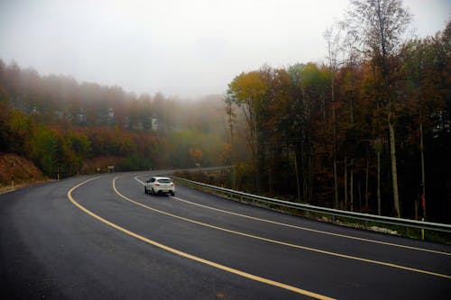 Imagine de stoc gratuită din acțiune, arbori, asfalt