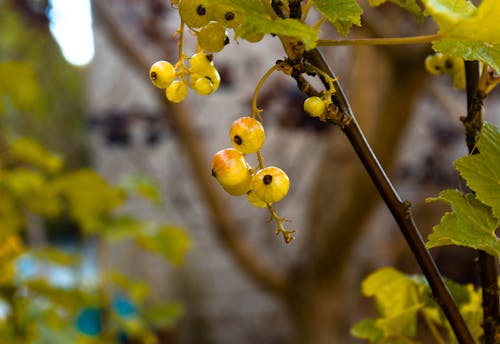 Free stock photo of beautiful flower, currant, photo shoot