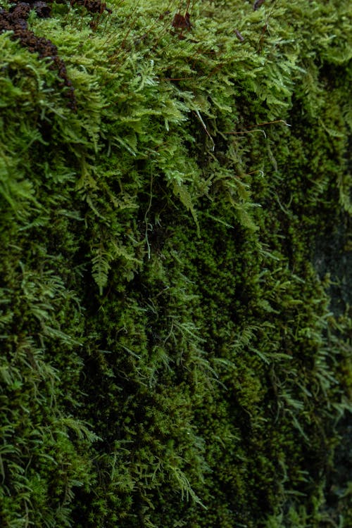 Безкоштовне стокове фото на тему «ботанічний, ботанічні текстури, вени листя»