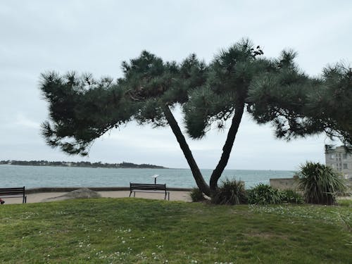 Gratis lagerfoto af arbre, calme, eau