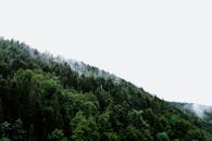 探索风景秀丽的迷雾森林，郁郁葱葱的绿树和雾气笼罩着这片景观