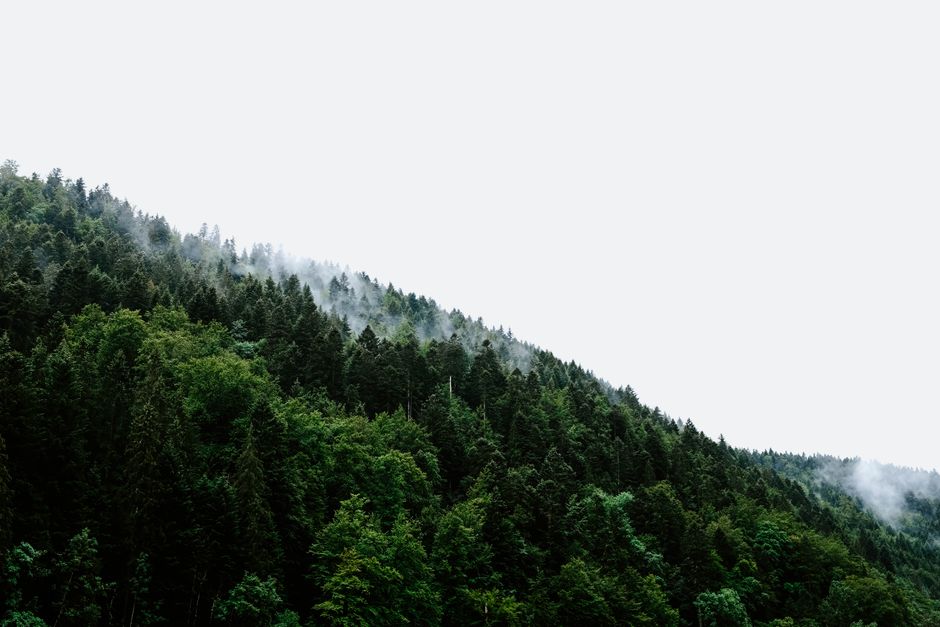 Explore a scenic misty forest with lush green trees and fog enveloping the landscape.