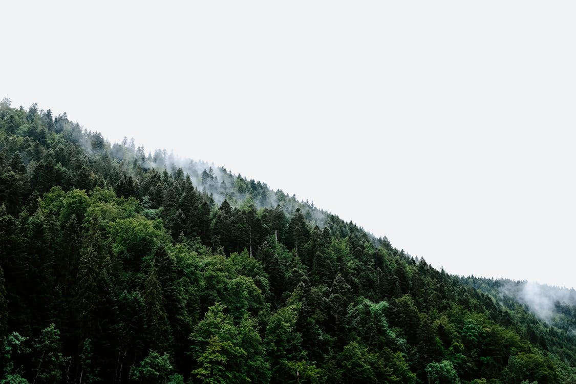 Tree Field on Hill