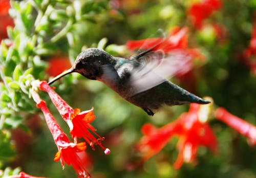 Black Hummingbird Selective Focus Photography