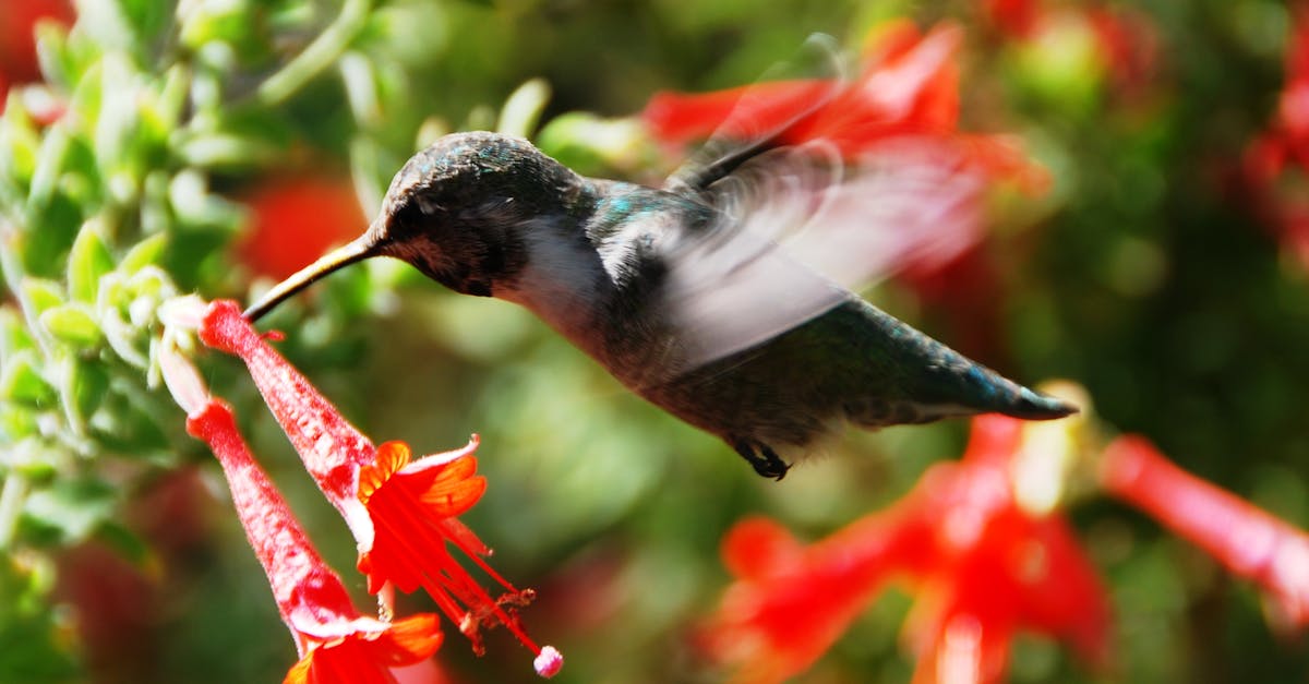 How to make a hummingbird flowers