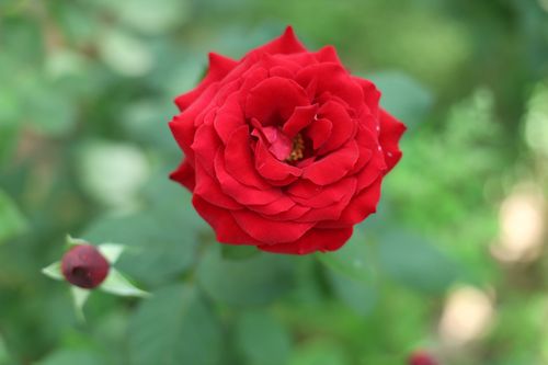 Free Close-up of a vivid red rose bloom with green leaves in a garden setting. Stock Photo