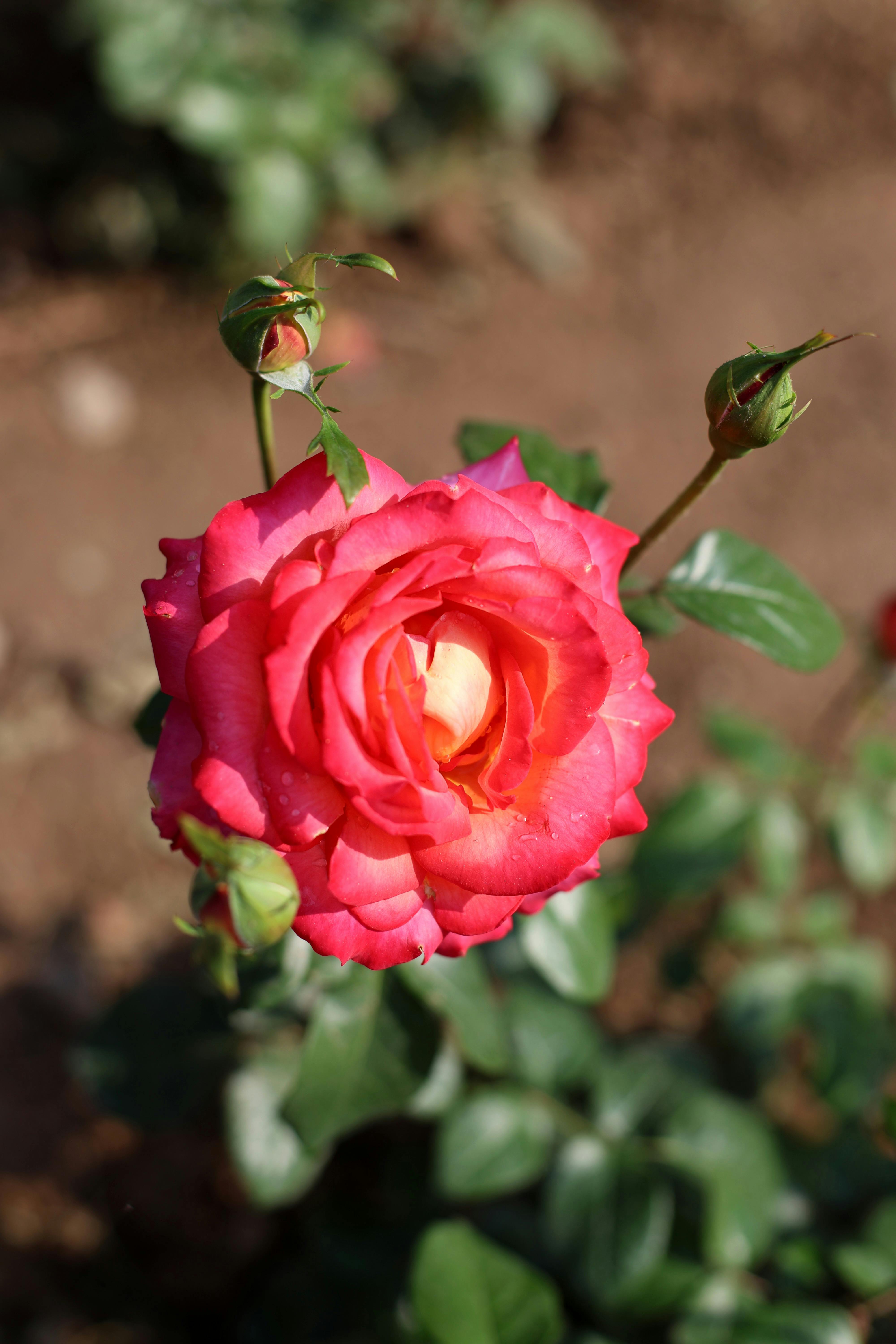 blooming red roses in the summer garden