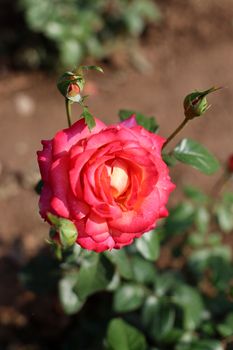Bright pink rose in full bloom, capturing the essence of summer beauty in nature.