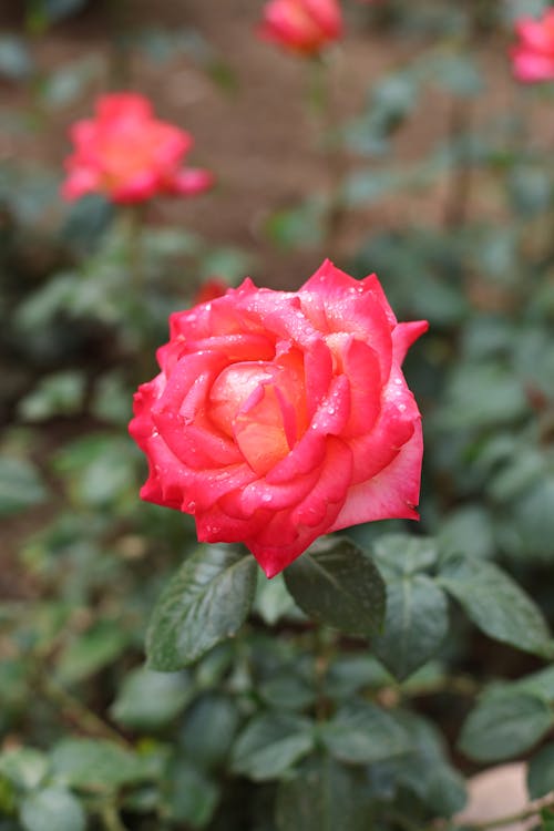 Blooming Red Roses in the Summer Garden