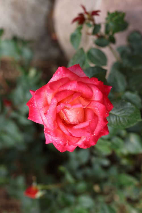 Free Close-up of a vibrant red rose in full bloom, fresh with dew, in a summer garden. Stock Photo