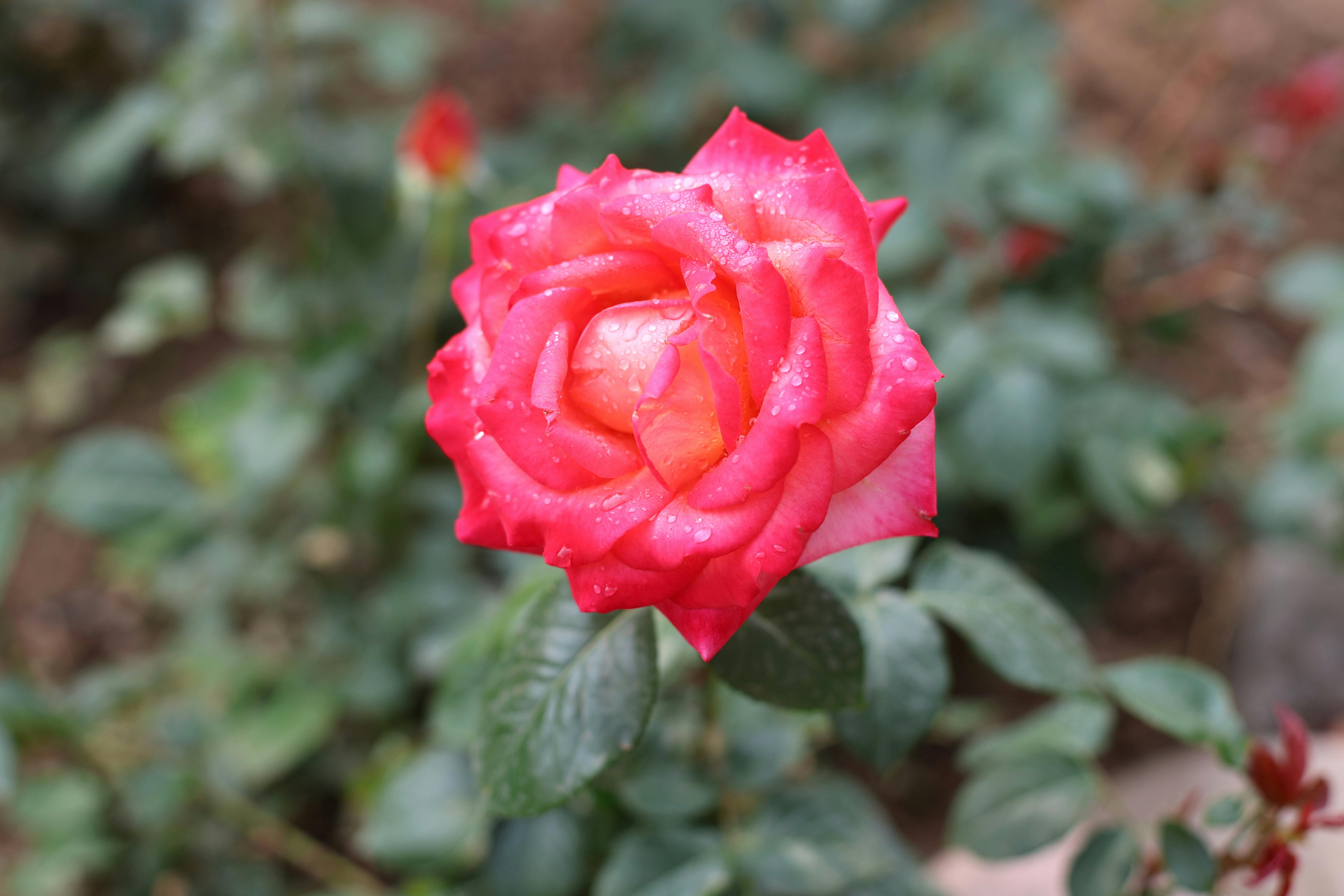 Close-up of a dewy red rose in full bloom, showcasing vibrant petals and fresh foliage.