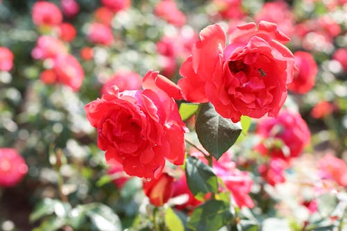 Blooming Red Roses in the Summer Garden