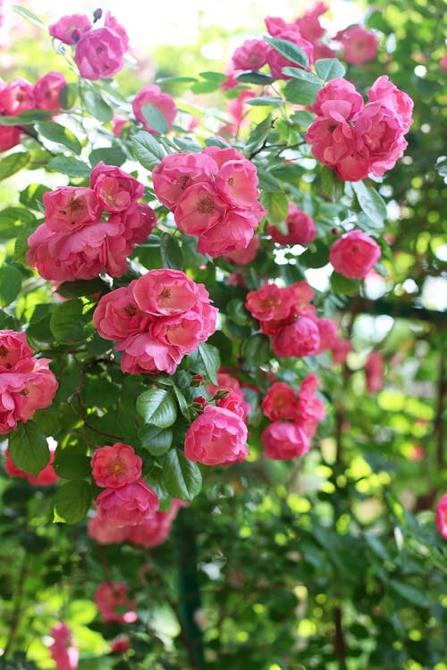 Blooming Pink Roses in the Summer Garden