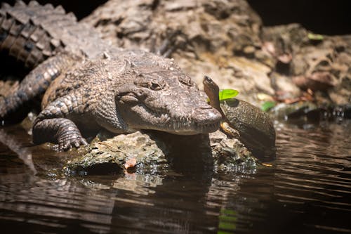 Free stock photo of amphibian, crocodile, dam