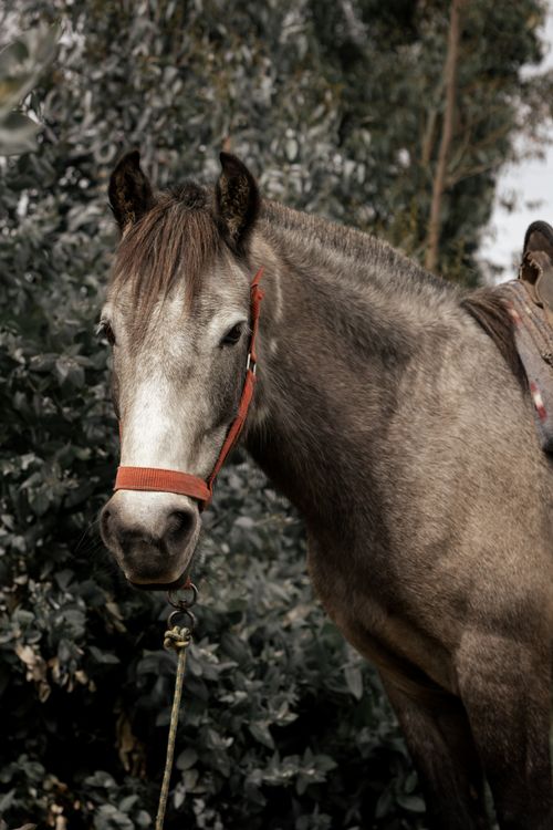 Free Close-up of a horse in rural Cusco, Peru, showcasing natural beauty. Stock Photo