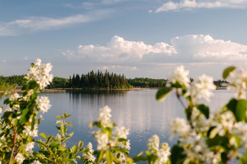 White Petaled Flowers