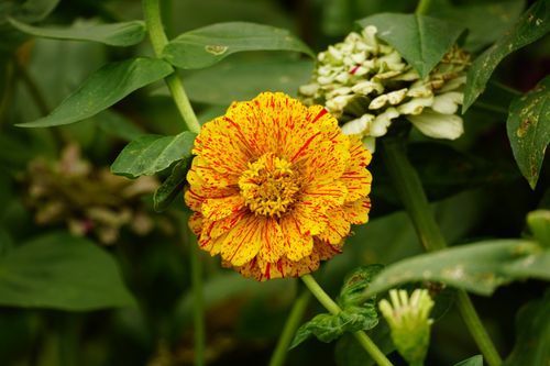 Free Close-up of a speckled orange and yellow zinnia flower surrounded by lush green leaves, capturing nature's vivid beauty. Stock Photo