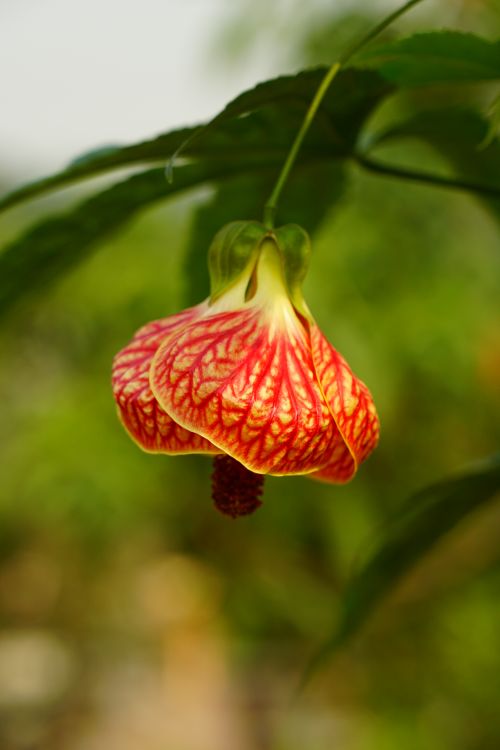 Free A detailed close-up photo of a red Abutilon flower, showcasing its intricate patterns and vibrant color. Stock Photo