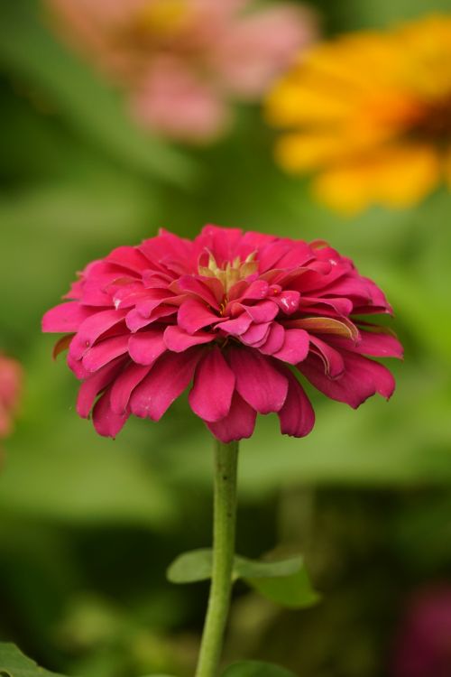Free A vivid pink zinnia flower in full bloom showcasing its delicate petals against a lush green background. Stock Photo