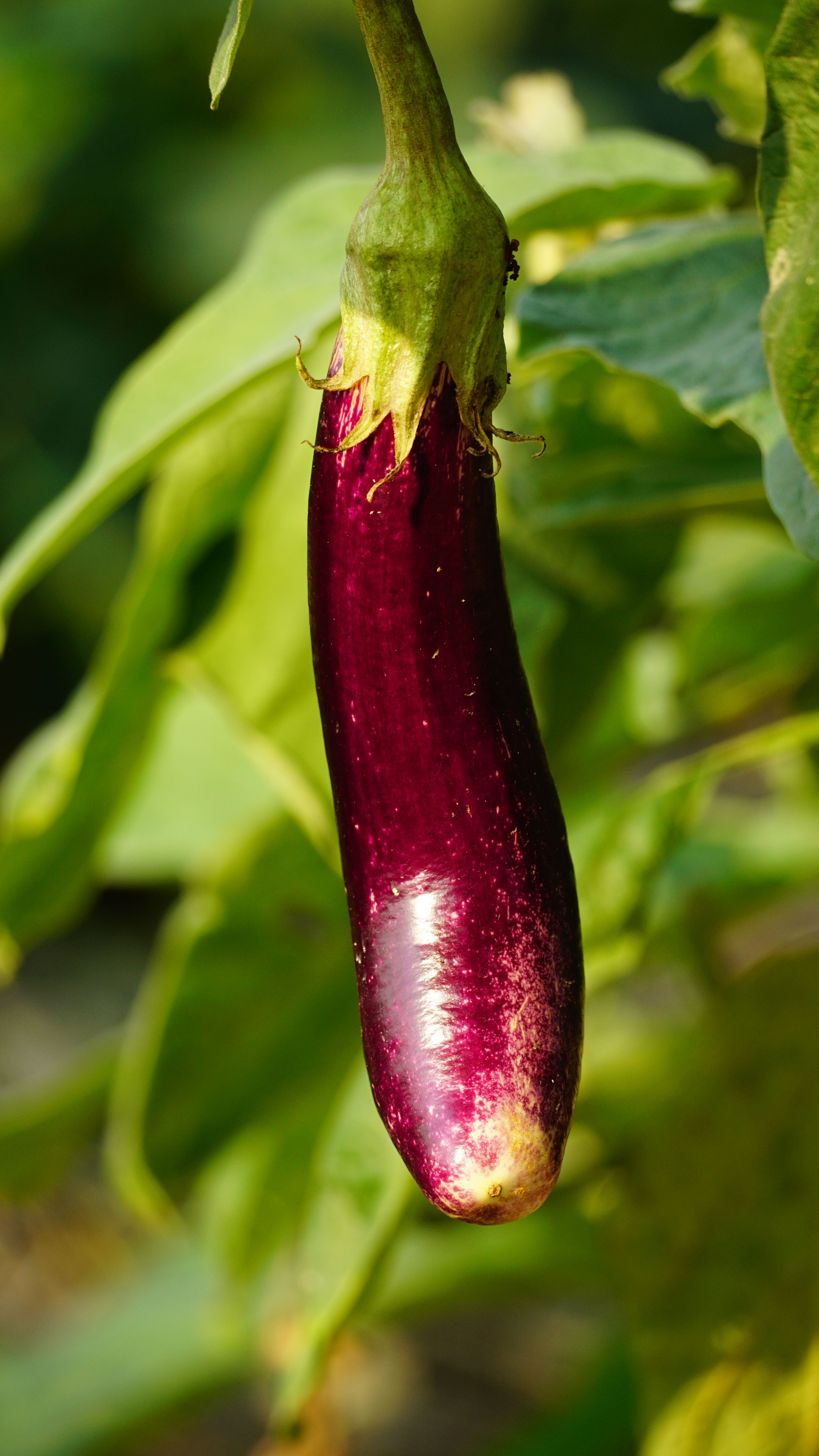 Cultiver des légumes dhiver en serre - illustration