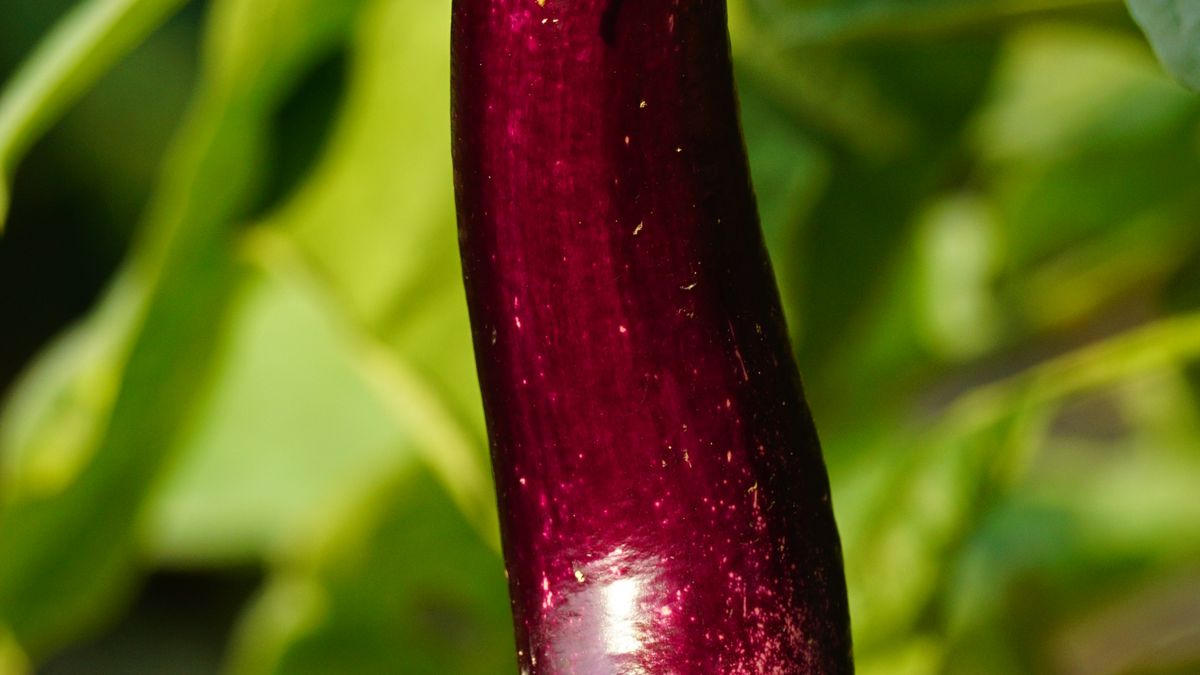 Cultiver des légumes dhiver en serre - illustration
