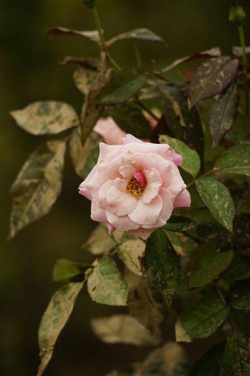 Free Close-up of a pink garden rose surrounded by green leaves, exemplifying natural beauty. Stock Photo