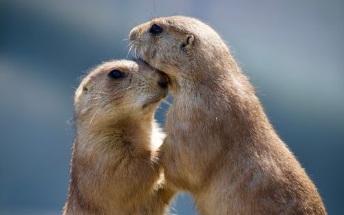 Free Two prairie dogs share a tender hug, showcasing wildlife affection in a natural setting. Stock Photo