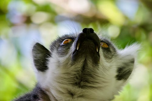 Fotobanka s bezplatnými fotkami na tému lemur