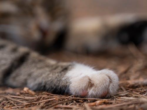 cute paw of a cat