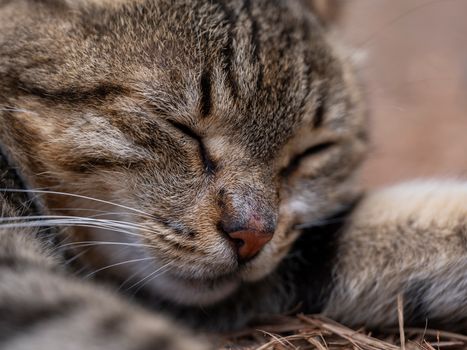 Serene close-up portrait of a tabby cat peacefully sleeping on a soft surface.