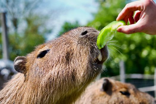 A capybara enjoys a cucumber slice, fed by hand in London Zoo.